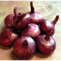Red Cipollini Onion, NON-GMO, Italian Onion, Red Marble, FREE SHIPPING - €1,69 EUR+