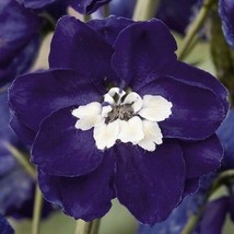 25+ Magic Fountains Dark Blue W White Bee Delphinium Flower Seeds Perennial - £7.77 GBP