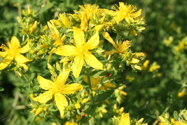 St John’s Wort (Hypericum perforatum) - 100 Seeds - £5.77 GBP