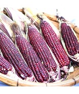 Bloody Butcher Corn Seeds Heirloom Non GMO 1112 Fast Grow - $15.38 CAD