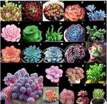 100 Seeds Mixed Succulent Bonsai Seeds Garden USA Shipping - $20.49