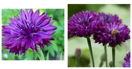 Bright Purple Bachelor&#39;s Button 100 Seeds Annual Seed Flower Flowers Garden - £16.77 GBP