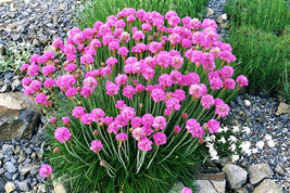 50 Sea Thrift Armeria Maritima California Sea Pink Cliff Rose Flower Seeds Fresh - $14.50