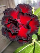 5 Seeds Adenium Seeds Desert Rose With Fire Red With Black Thick Edge 3 Layer Pe - £3.96 GBP