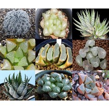 10Pcs Haworthia Mix Seed Fresh Seeds Fast Shipping - $20.02