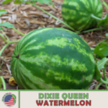 Dixie Queen Watermelon Seeds, Heirloom, Non-GMO, Genuine USA 10 Seeds - $11.30