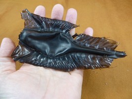 s800-126) 5-5/8&quot; Australian Ghost Shark fish egg case casing educational science - £30.30 GBP