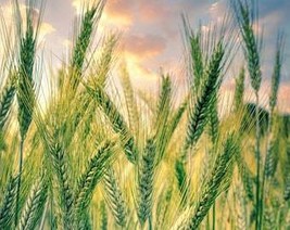 THJAR Rye Seeds - Organic, Heirloom, Open Pollinated, Non GMO - Grow Ind... - $2.31