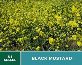 500 Pcs Black Mustard Heirloom Seeds Medicinal Herb GMO Free Brassica Ni... - $19.48