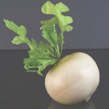 New Fresh Seeds 25 Giant White Turnip Seeds - £7.87 GBP