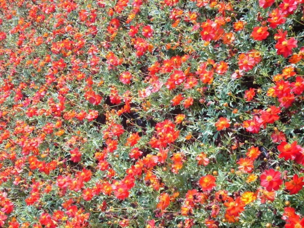 300 Wine Red Tetra Versailles Cosmos Bipinnatus Hummingbird Flower Seeds Fresh G - £7.07 GBP