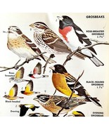 Grosbeaks 4 Varieties And Types 1966 Color Bird Art Print Nature ADBN1p - €17,22 EUR