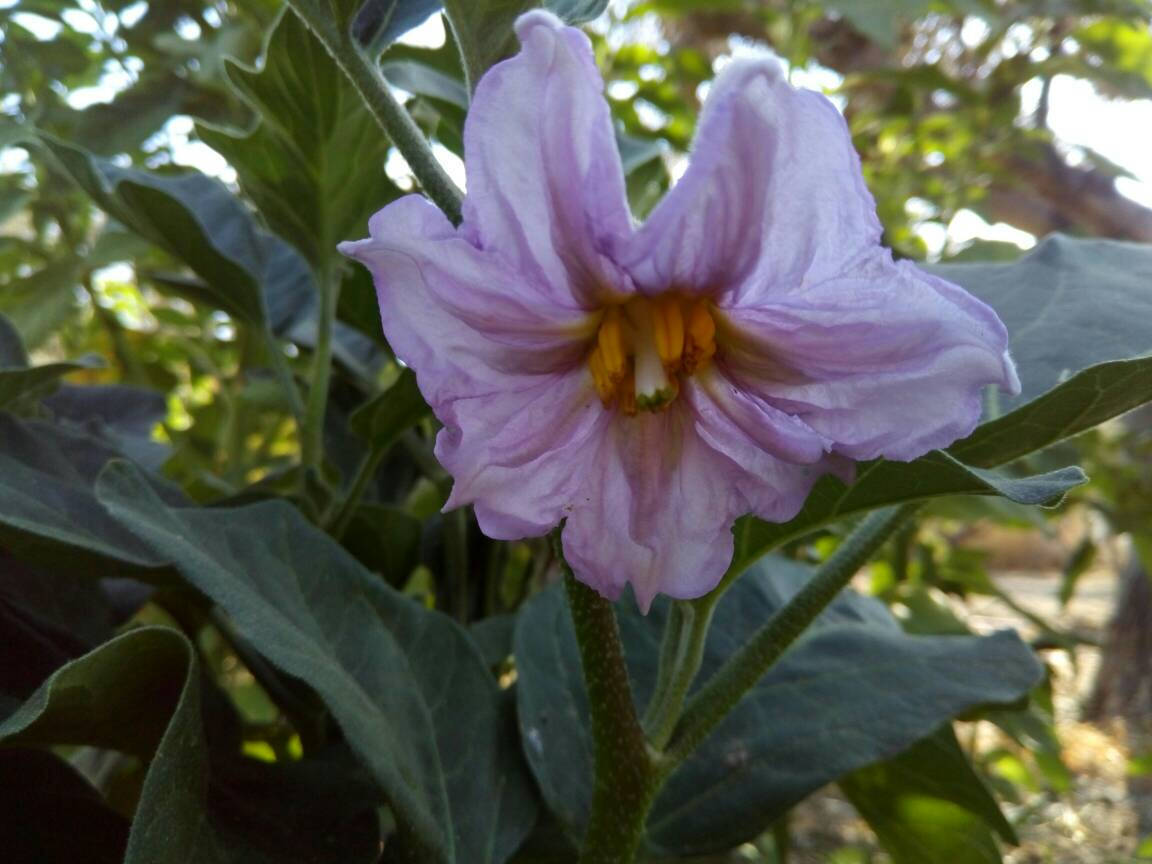 Eggplant black beauty seeds- round England- heirloom seeds - non gmo organic- ve Item image 3