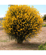 20 Spanish Broom Seeds (Spartium junceum) Weavers Broom Yellow Flower Bush Shrub - $7.71