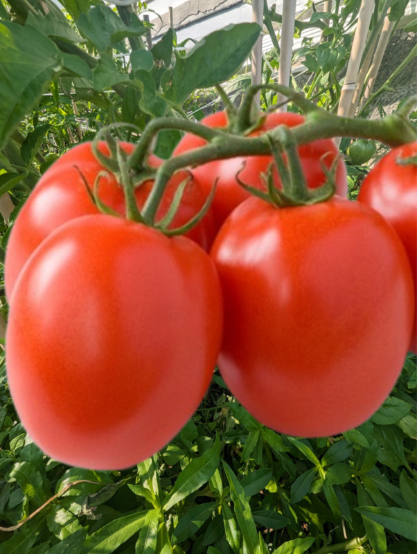 Primary image for Roma Tomato Seeds Heirloom Non Gmo 100 Seeds Fast Shipping