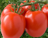 Roma Tomato Seeds Heirloom Non Gmo 100 Seeds Fast Shipping - $8.99