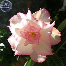 BELLFARM Adenium Light Whitish Pink Petals Light Pink edge Flower Seeds, 2 seeds - £3.24 GBP
