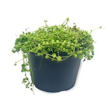 String of Pearls, Senecio rowleyanus, 6 inch String of Peas, Beads, Necklace Suc - £25.98 GBP