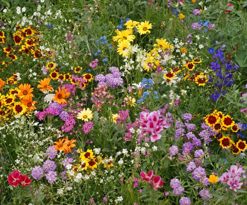 AW 1000 Seeds All Annual Wildflower Mix 19 Full Sun Vegetable Herb Easy ... - £7.28 GBP