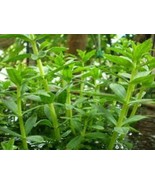 Limnophila aromatica Herb Powder - Authentic Thai Cooking &amp; Herbal Remed... - $460.35 MXN