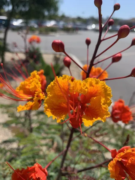 Caesalpinia Pulcherrima Pride-Of-Barbados Peacock Flower 15 Seeds - £9.75 GBP