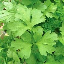 Plain or Single Parsley Seeds - 50 Count Seed Pack - Non-GMO - A Small Version o - £1.58 GBP