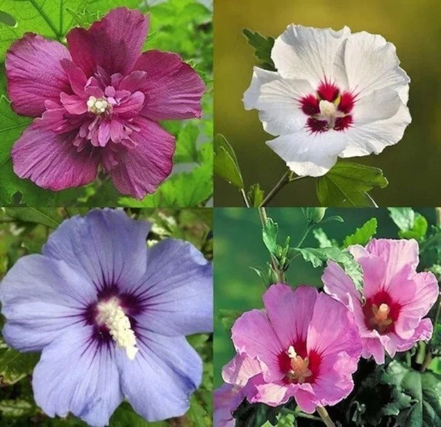 50+ Mixed Colors ROSE Of SHARON HIBISCUS Syriacus Flower Tree Bush Seeds... - $5.18