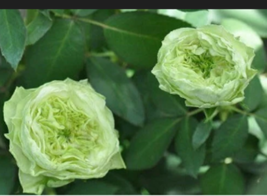  GREEN ROSE Bush Shrub Perennial Flower 5  Seeds - £8.68 GBP