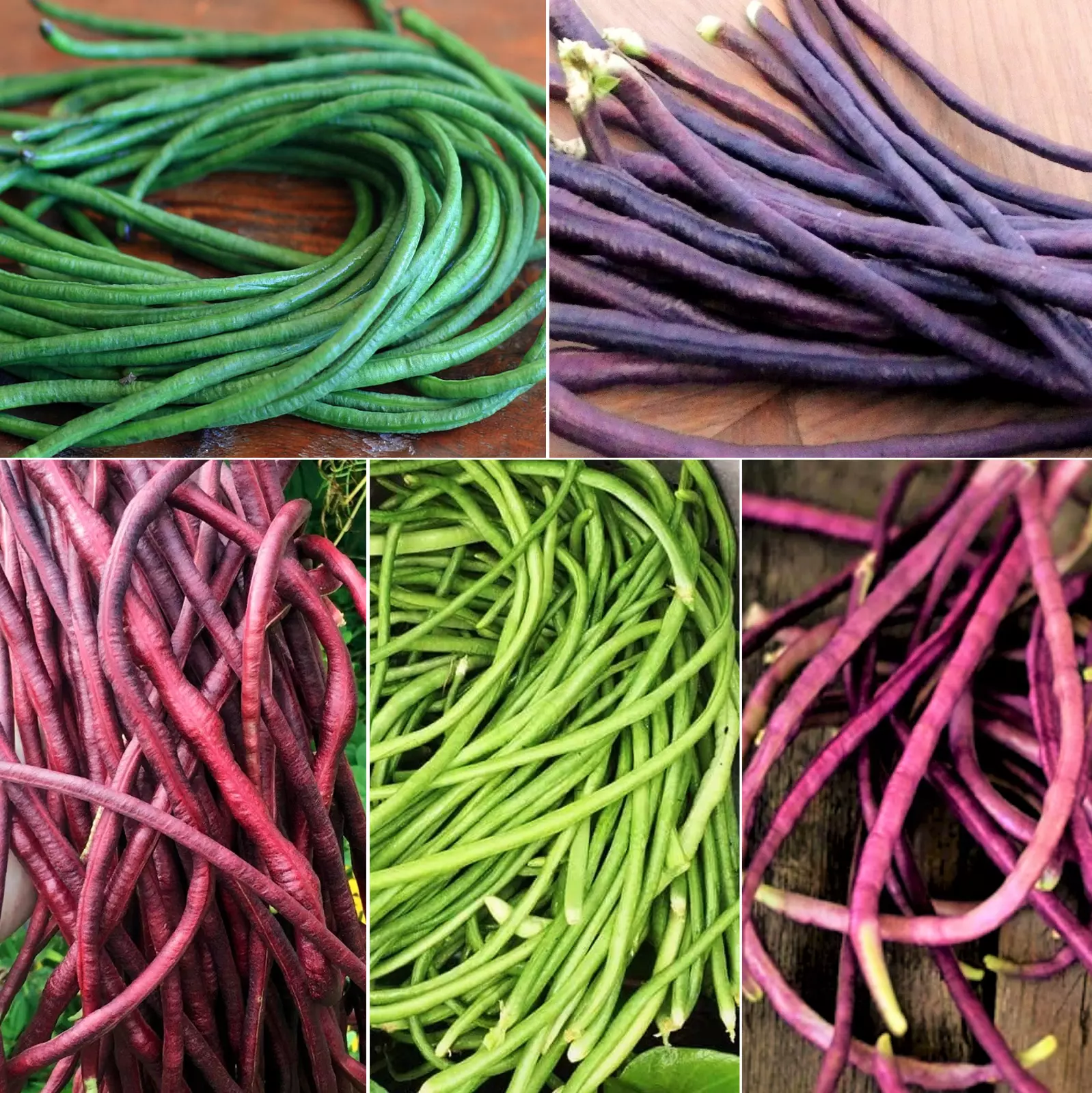 AW 30 Seeds 5 Colors Mix Yard Long Bean Multi Variety Non Gmo Herb Easy To Grow - $10.99