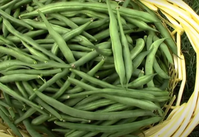 50 Seeds Kentucky Wonder Pole Bean Phaseolus Vulgaris Vegetable Fresh Garden - £15.62 GBP