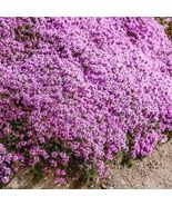 Hot 600 of Creeping Thyme WILD Groundcover Perennial Purple Bees Seeds N... - £4.32 GBP