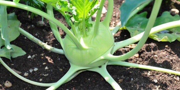 Early White Vienna Kohlrabi 150 - 72K SEEDS Creamy Tender Microgreens He... - $1.67+