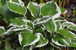 “ 200 PCS Hosta Seed Perennials - Bright Green Leaves with White Edge GIM” - £13.43 GBP