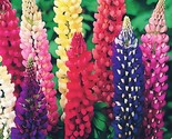 Russell Lupine Seeds Mixed Colors Lupinus Polyphyllus 100 Seeds Fast Shi... - £7.22 GBP