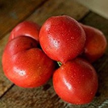 US Seller Anna Russian Tomato Seeds 10 Seeds Fast Shipping - $22.95