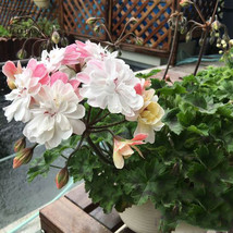 BELLFARM Geranium Pink White Double Petals Perennial Flower &#39;Seeds&#39; 10pcs Heirlo - £3.56 GBP