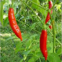 Aji Brazilian Dedo De Moca Hot Peppers  10 Seeds  Garden Beautiful USA S... - £4.28 GBP