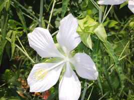 10 Seeds White-STAR Of Texas Hibiscus, Diy Home Flower - £23.16 GBP