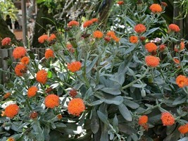 Scarlet Kleinia - Kleinia fulgens - Orange Thistle - 5+ seeds (W 023) - $1.99