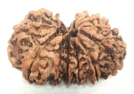 Rare Gauri shankar Rudraksha - 13 Mukhi - Nepal - 33.90 mm - IGL Certified - £195.55 GBP