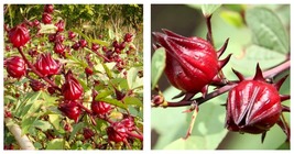 Roselle 30 Seeds Asian Sour Leaf Red Sorrell Florida Cranberry Jamaican Tea - £13.36 GBP