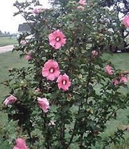 25 Heirloom  Rose of sharon shrubs{Hibiscus } seeds - $2.89