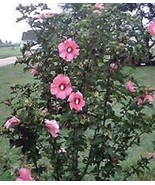 25 Heirloom  Rose of sharon shrubs{Hibiscus } seeds - £2.31 GBP