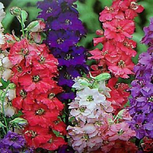 100 VARIETY GIANT IMPERIAL LARKSPUR  MIX FLOWER SEEDS