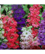 100 VARIETY GIANT IMPERIAL LARKSPUR  MIX FLOWER SEEDS - $53.18 MXN