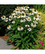 25 White Swan ( Echinacea Purpurea ) Enormous flowers 4&#39;&#39; to 5 &quot; across ... - $3.59