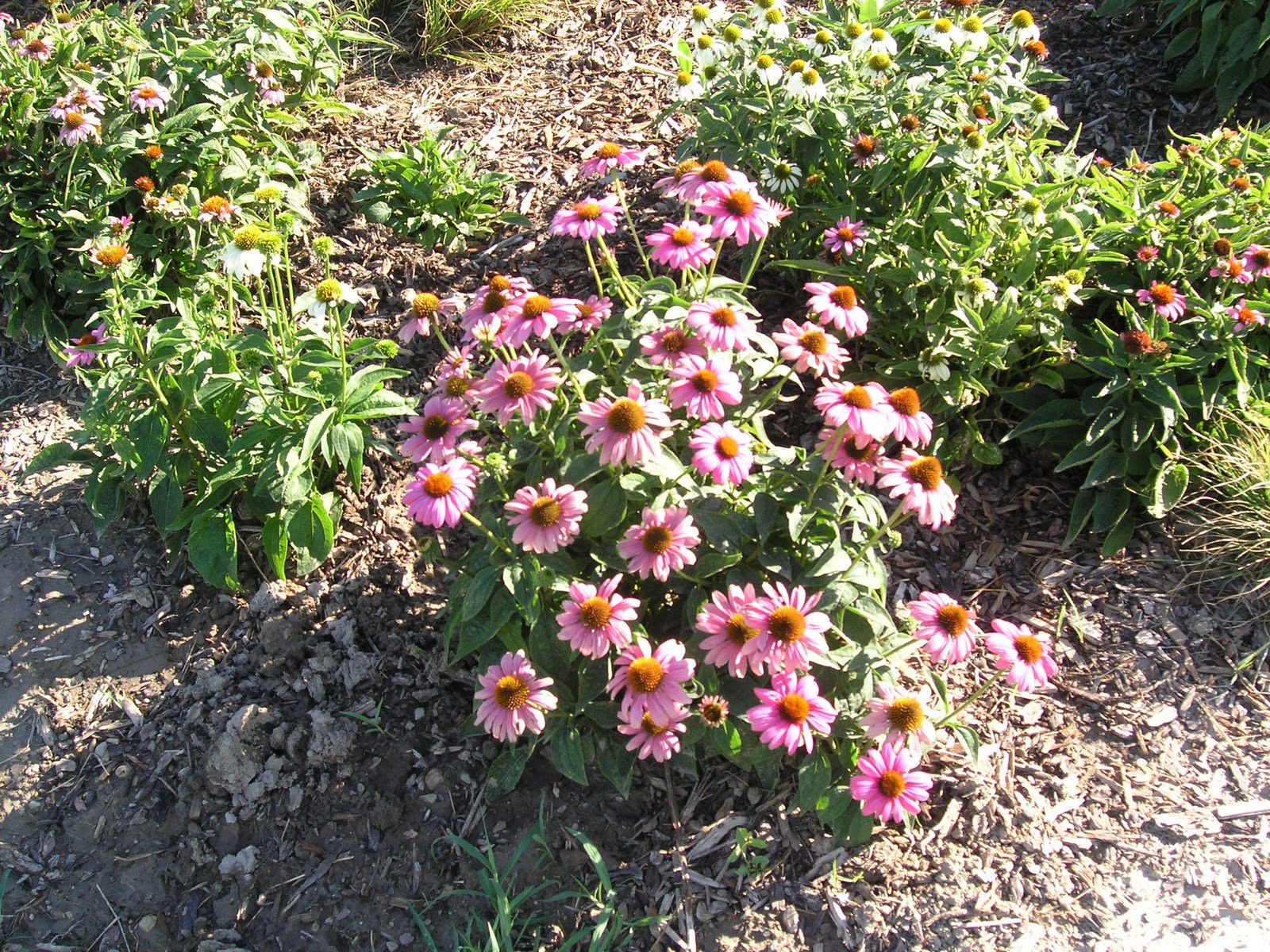 Primary image for 25 Echinacea Magnus Magenta ( Echinacea purpurea ) Coneflower Perennial Seeds