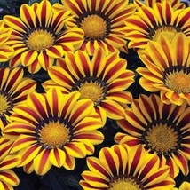 Gazania Seeds Big Kiss Yellow Flame 50 Flower Seeds Garden USA Seeds - $12.00