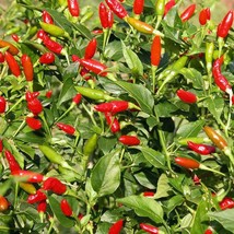 New Tabasco Pepper Seeds 30 Hot Chile Pepper Sauce Spicy Vegetable Fresh USA Gar - $9.99