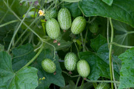 25 Seeds Mouse Melon Cucamelon Melotria Scabra - £14.06 GBP